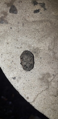 Gymnetis litigiosa