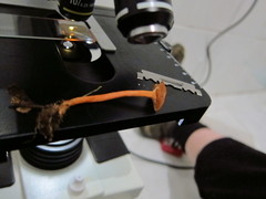 Lactarius strigosipes