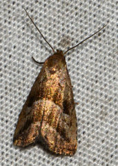 Hypenodes caducus