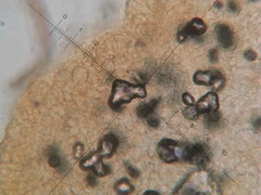 Lactarius strigosipes