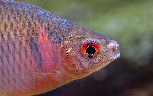 Rosy bitterling (Rhodeus ocellatus) — Cyprinidae — 2