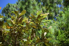 Saurauia madrensis
