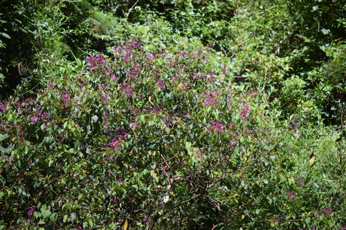 shrubby fuchsia