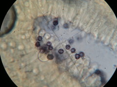 Lactarius strigosipes