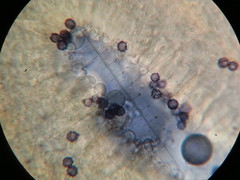 Lactarius strigosipes