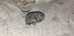 Gymnetis litigiosa