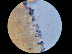 Lactarius strigosipes