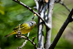 Leiothlypis ruficapilla