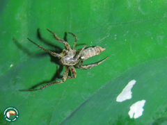 Wagneriana