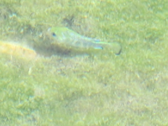 Cyprinodon nevadensis