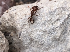 Solenopsis geminata