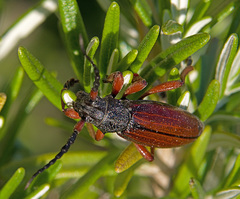 Dorcadion fulvum