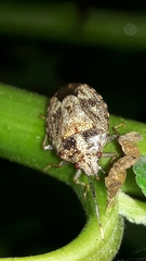 Antiteuchus tripterus