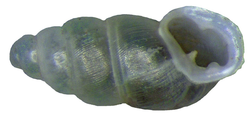 Thorn Snails