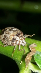 Antiteuchus tripterus