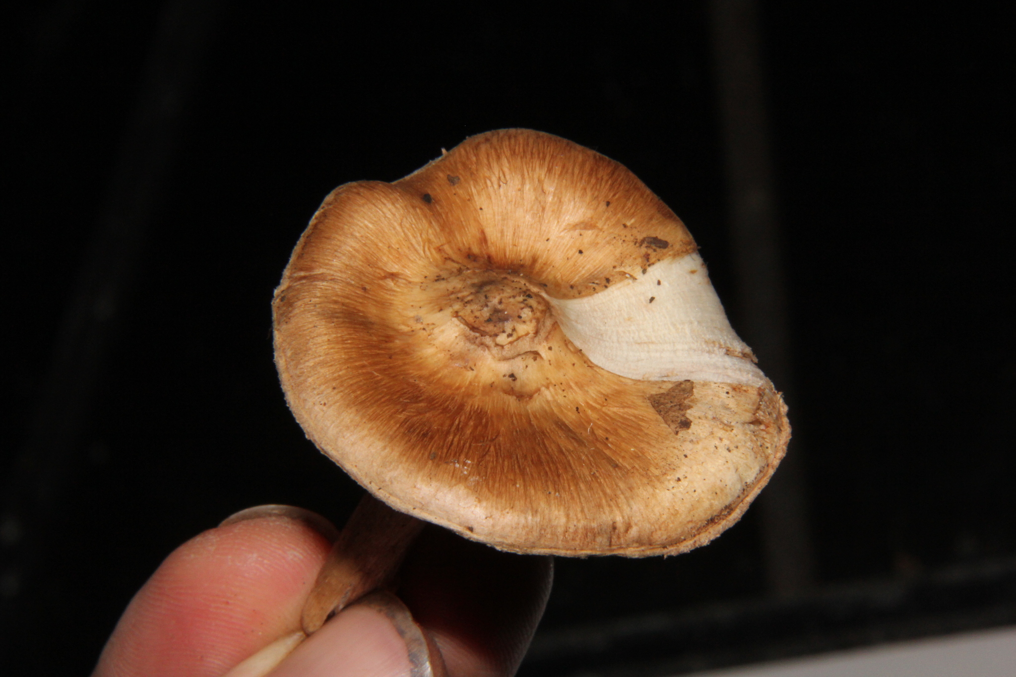 Inocybe fraudans image