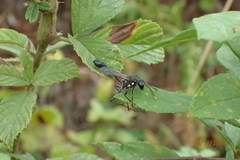 Eremnophila aureonotata image