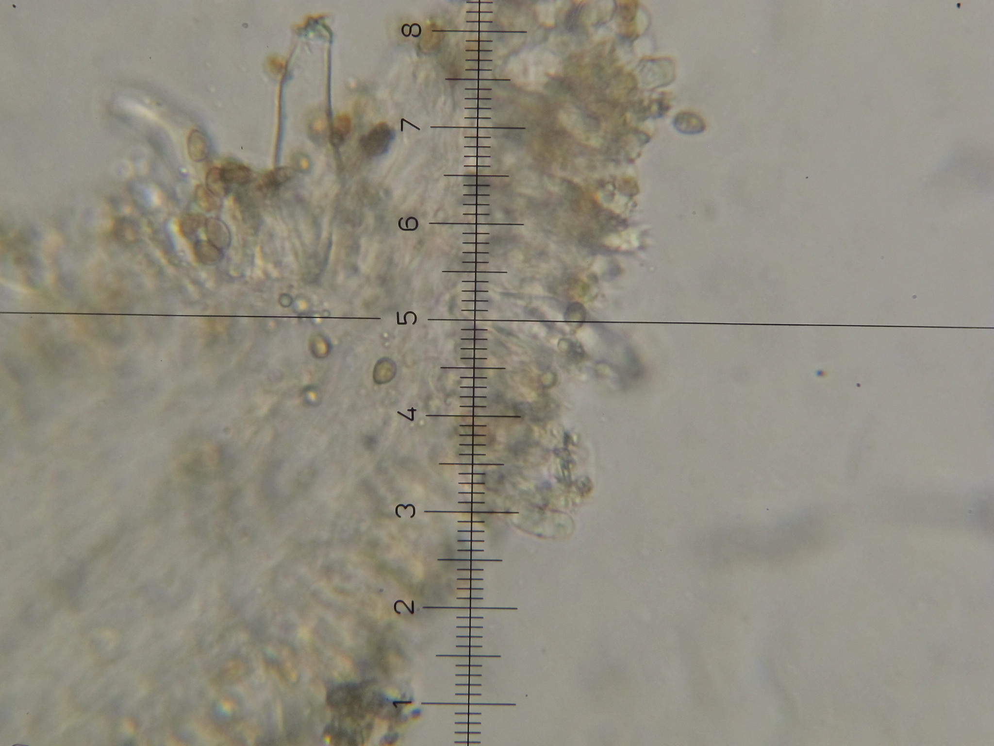 Inocybe fraudans image