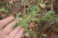 Trichostema dichotomum image