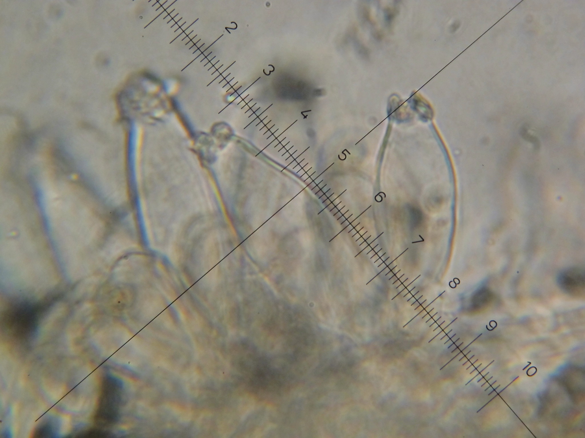 Inocybe fraudans image