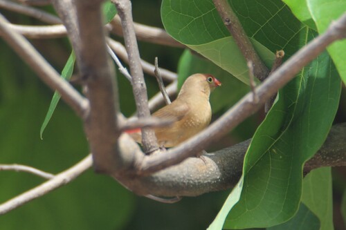 Red-billed Firefinch