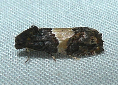 Epiblema tripartitana
