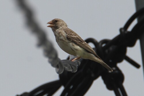 White-rumped Seedeater