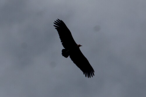 Hooded Vulture
