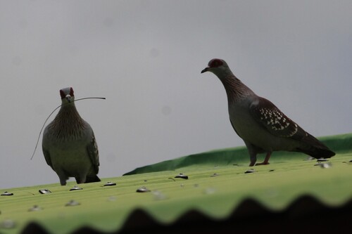 Speckled Pigeon