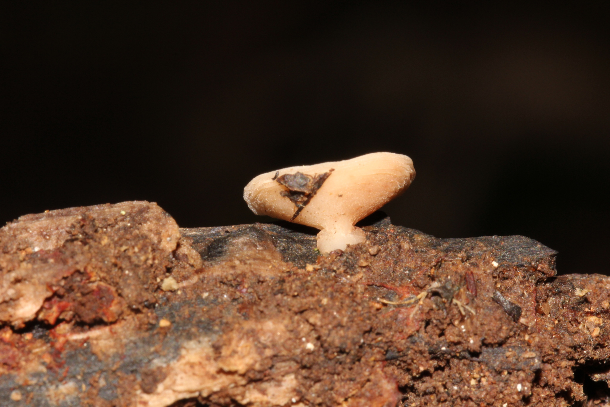Cookeina venezuelae image