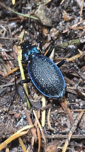 Carabus intricatus