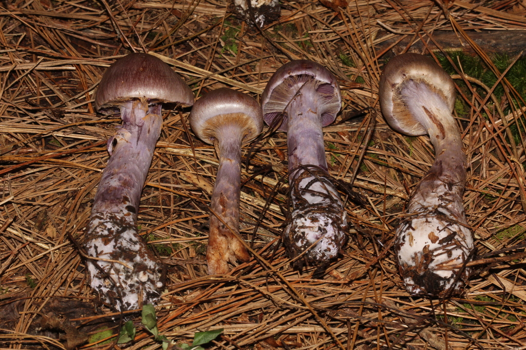 Camphorati