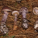 Cortinarius Sect. Camphorati - Photo (c) Alan Rockefeller, some rights reserved (CC BY), uploaded by Alan Rockefeller