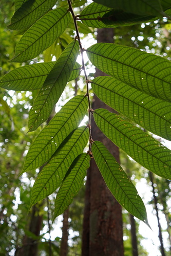 Shorea ovalis
