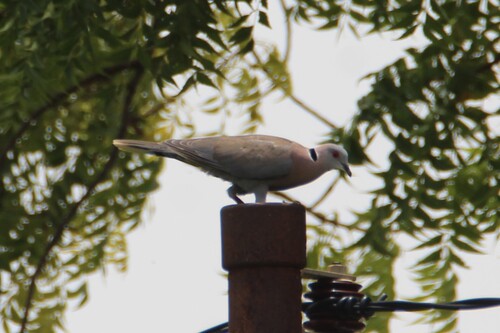Mourning Collared Dove