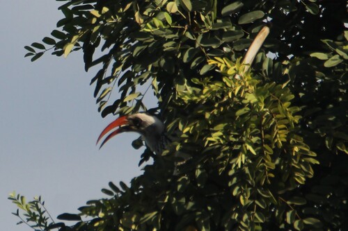 Western Red-billed Hornbill