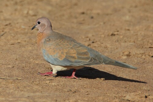 Laughing Dove