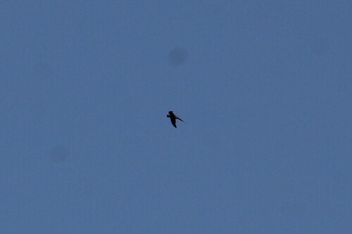 African Palm Swift
