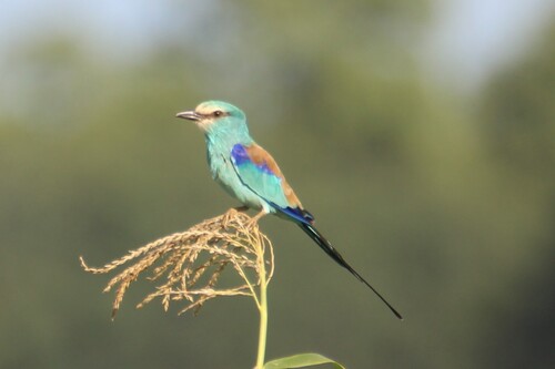 Abyssinian Roller