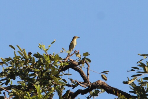 Willow Warbler