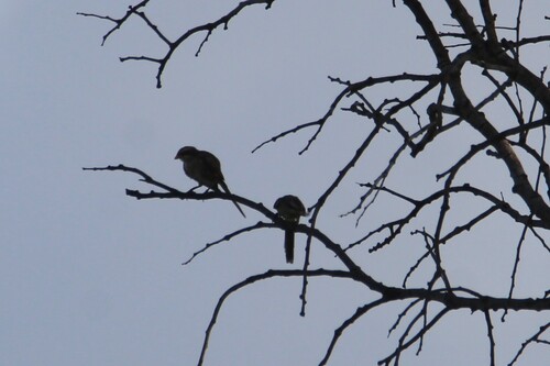 Yellow-billed Shrike