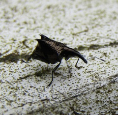Scolopterus tetracanthus
