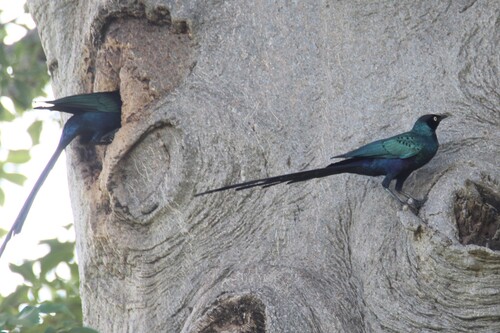 Long-tailed Glossy Starling
