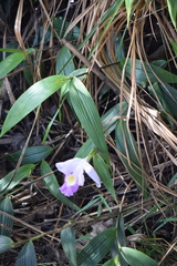 Sobralia macrantha