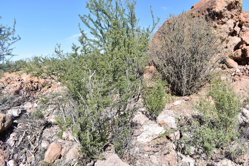 Dog Poop Bush
