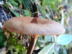 Lactarius fragilis