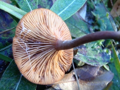 Lactarius fragilis