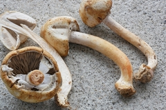 Agaricus reducibulbus