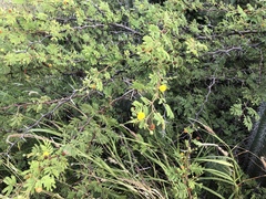 Vachellia tortuosa