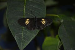 Altinote ozomene nox